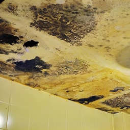 Mold Insurance Claims
